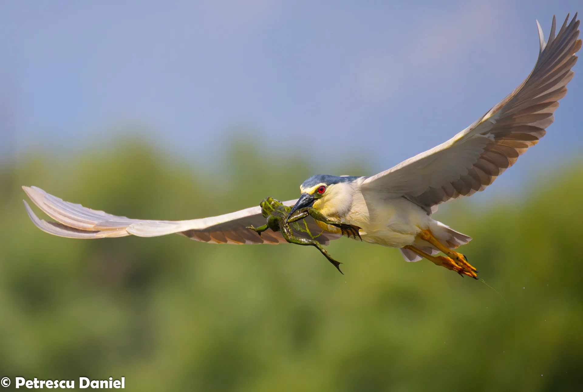 Black-crowned Night Heron in flight at dusk