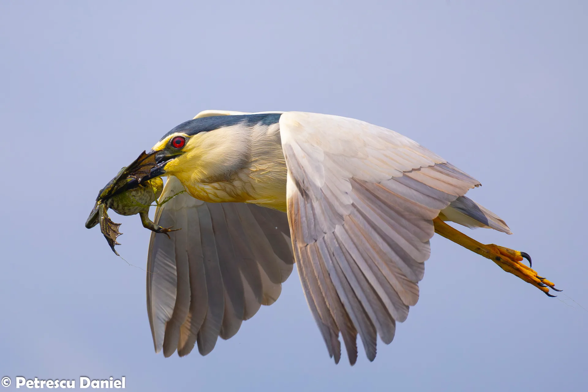 Black-crowned Night Heron adult — breeding plumes