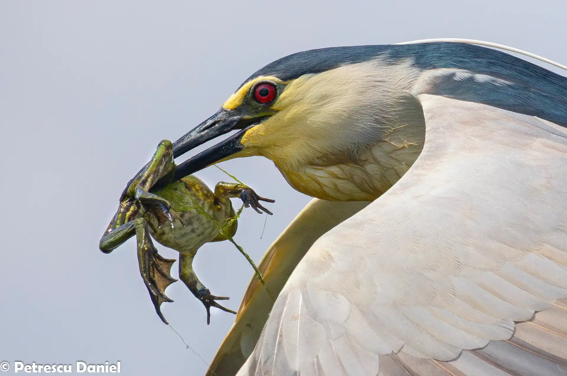 Black-crowned Night Heron immature — streaked plumage