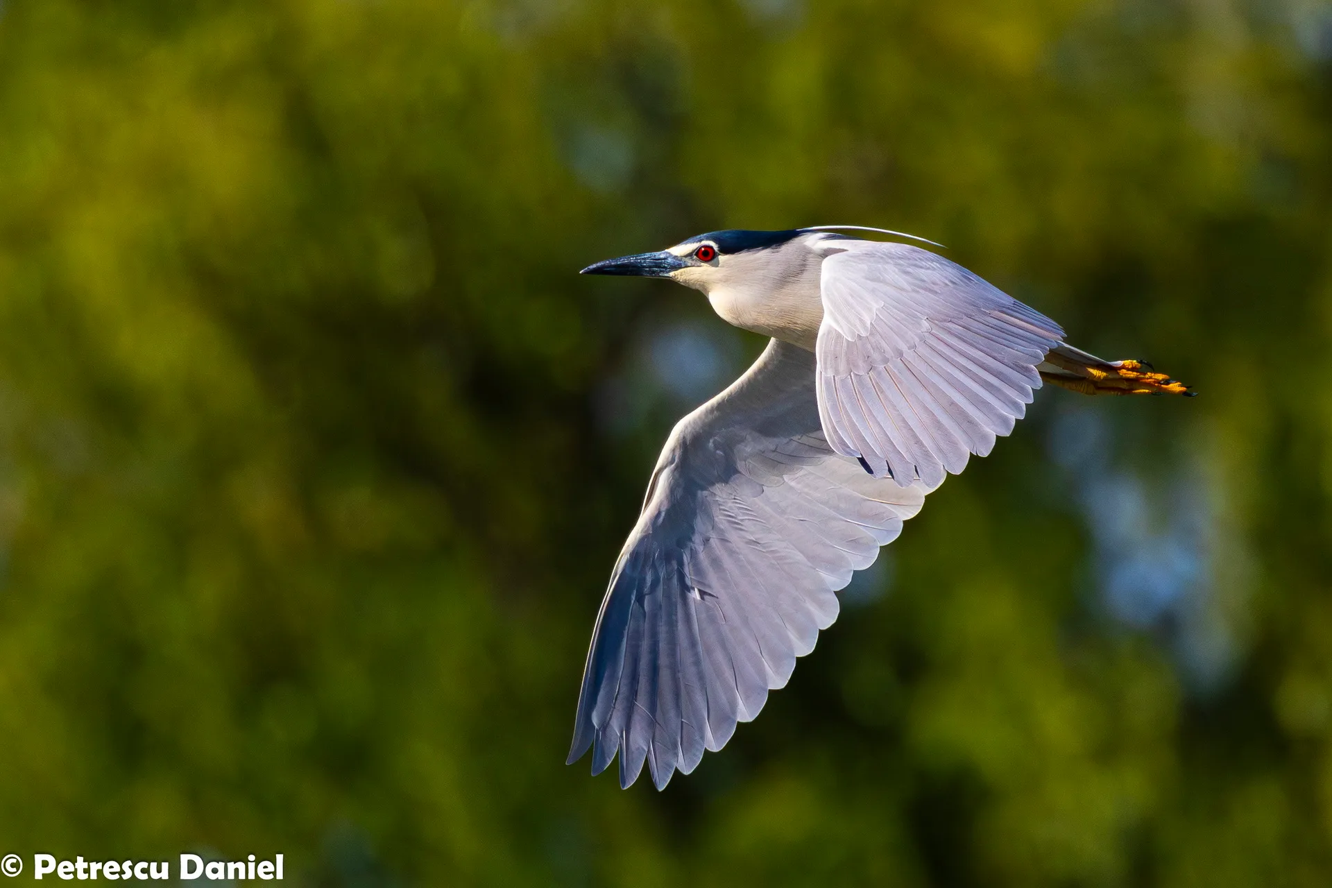Black-crowned Night Heron feeding — Danube Delta