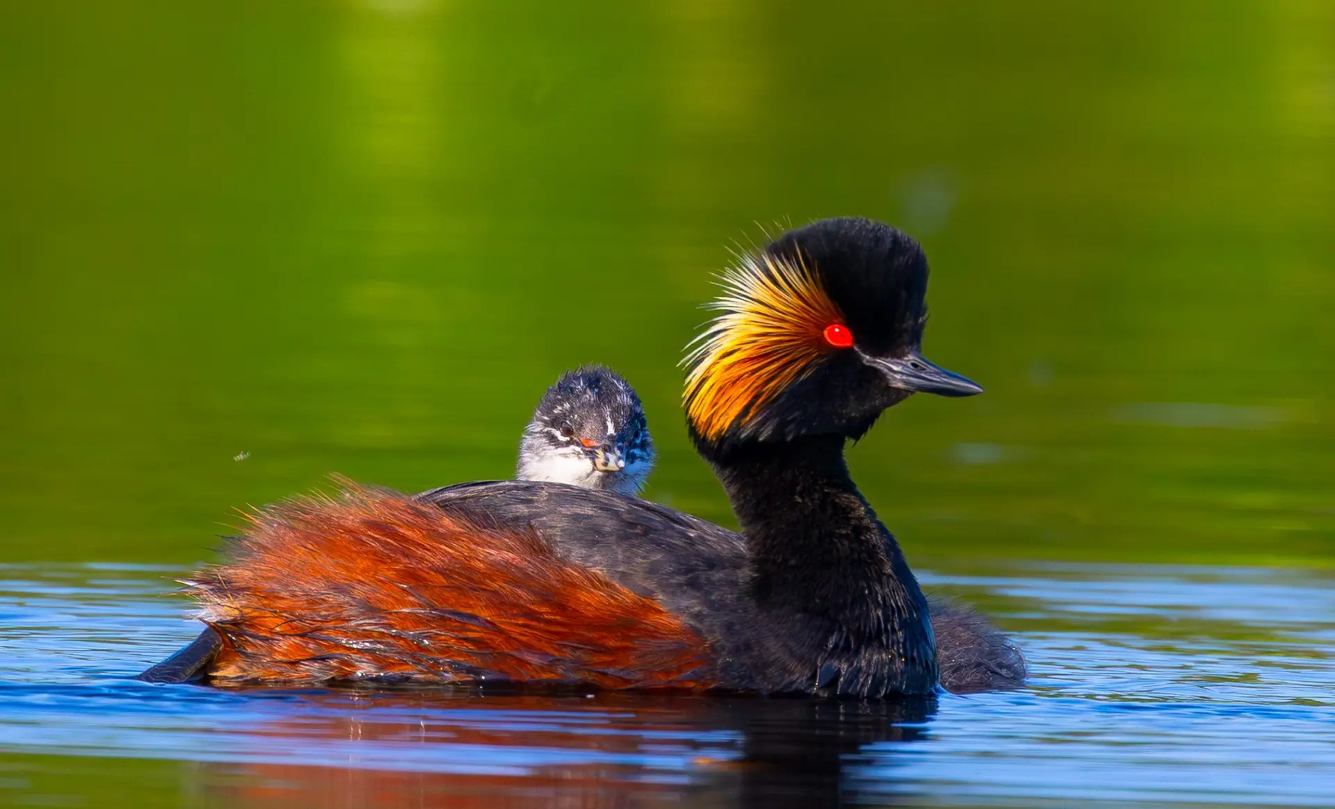 Black-necked grebe carrying chick on back — Danube Delta Romania