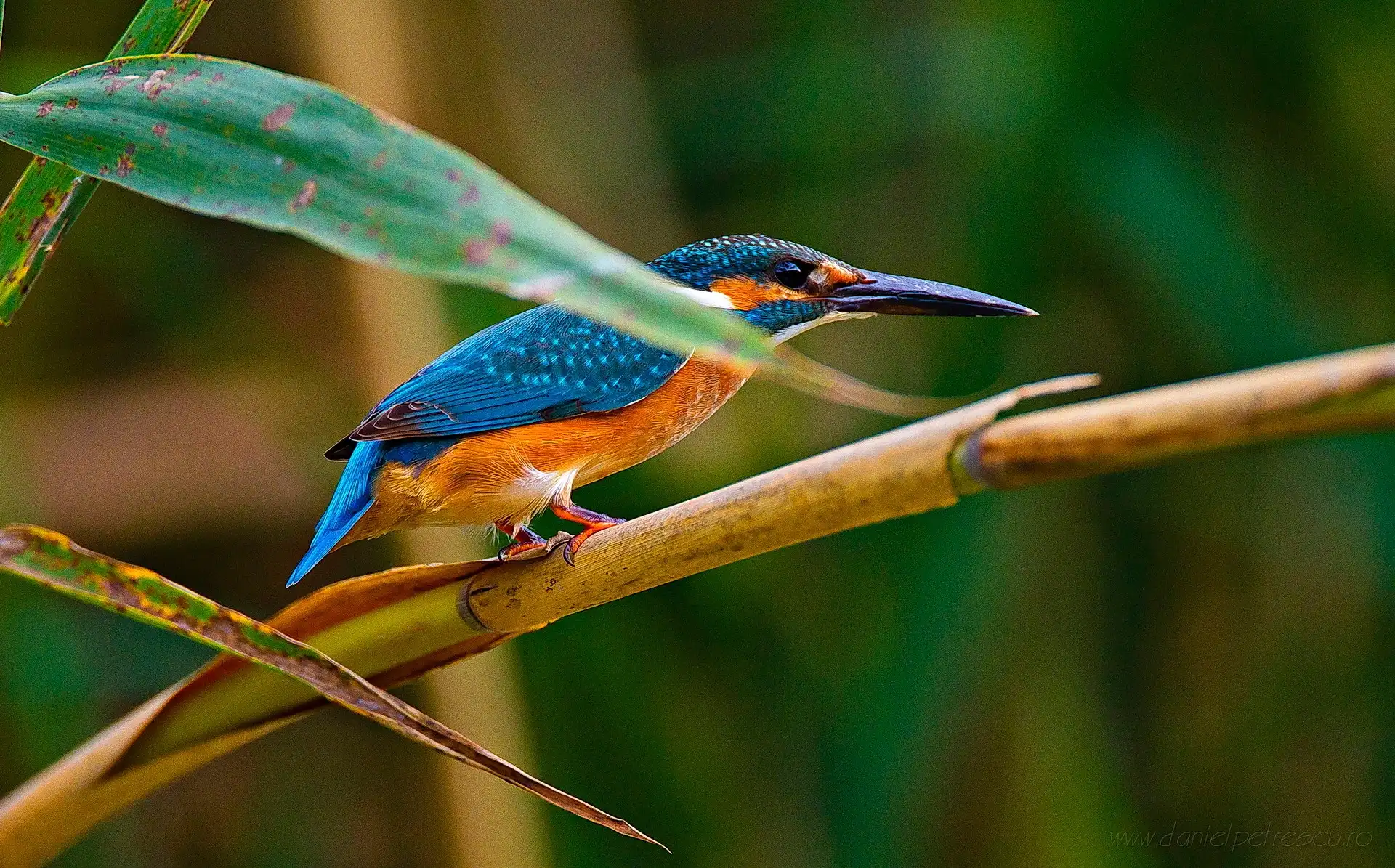 Common Kingfisher perched on reed stem — Danube Delta