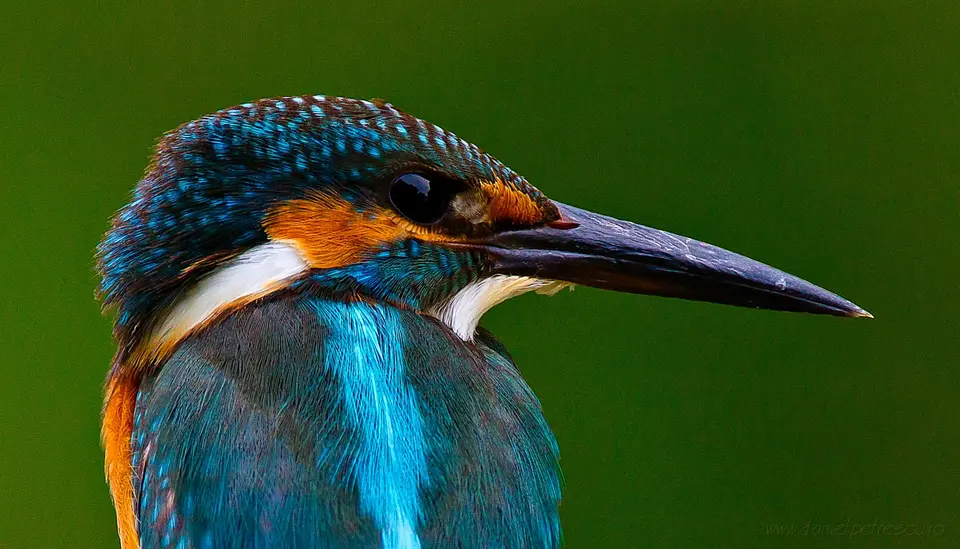 Common Kingfisher close-up portrait — Danube Delta, Romania