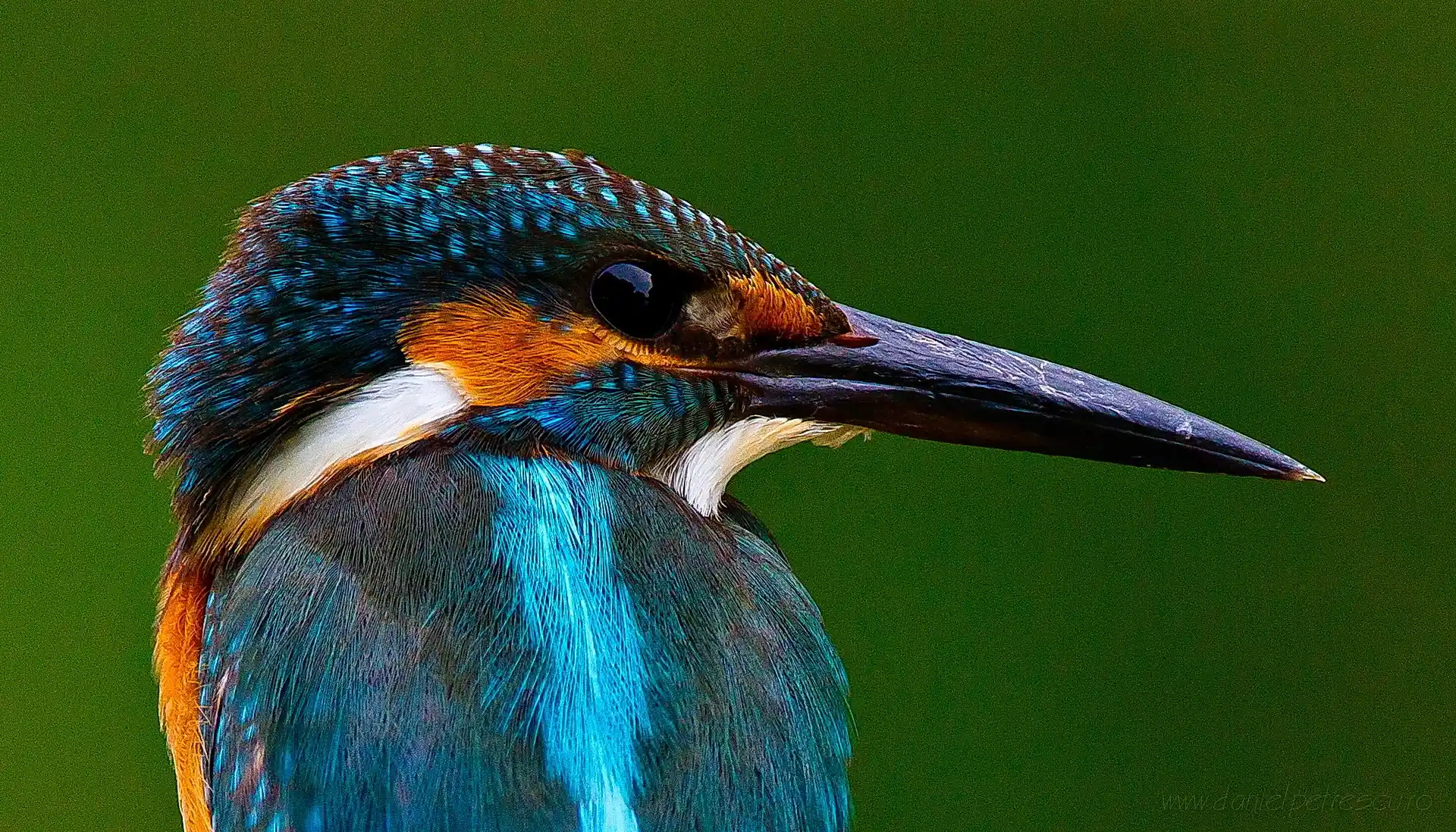 Common Kingfisher in the Danube Delta