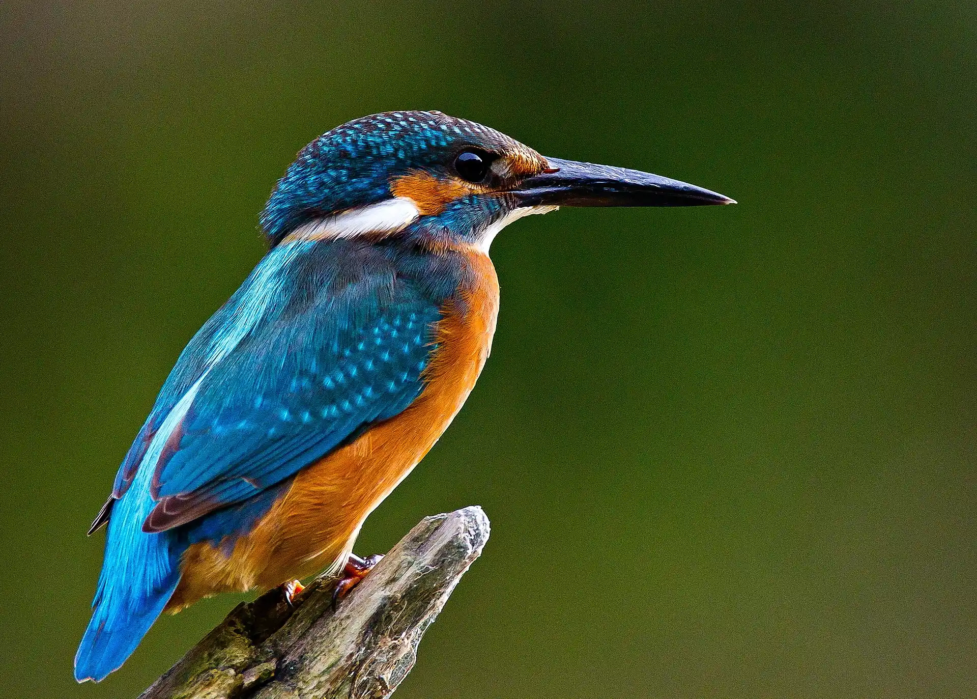 Common Kingfisher posing — full plumage detail visible