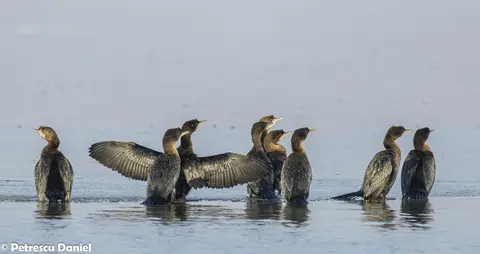 Pygmy Cormorant group on water in Danube Delta — Ibis Tours birdwatching cruise Romania
