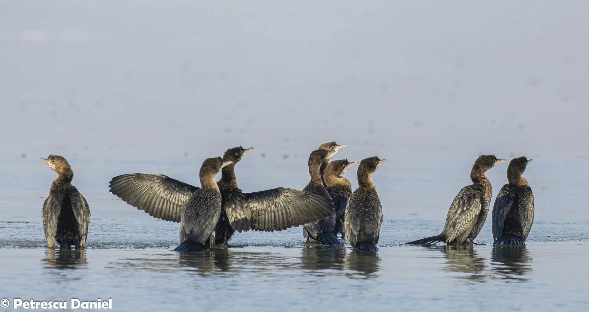 Pygmy Cormorant in the Danube Delta