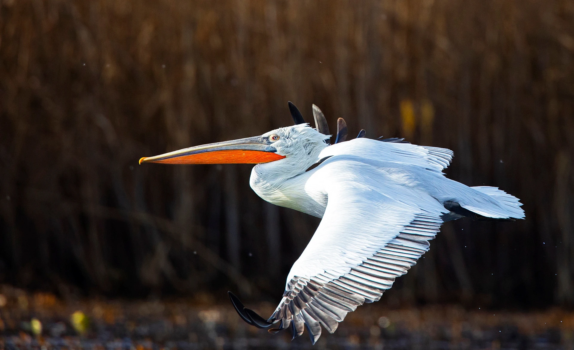 Dalmatian Pelican in flight over the Danube Delta — massive wingspan up to 3.5m, grey primaries