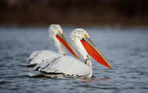 Dalmatian Pelican