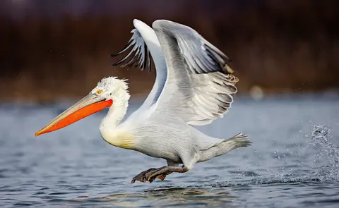 Dalmatian Pelican taking off over the Danube Delta — Ibis Tours wildlife cruise Romania