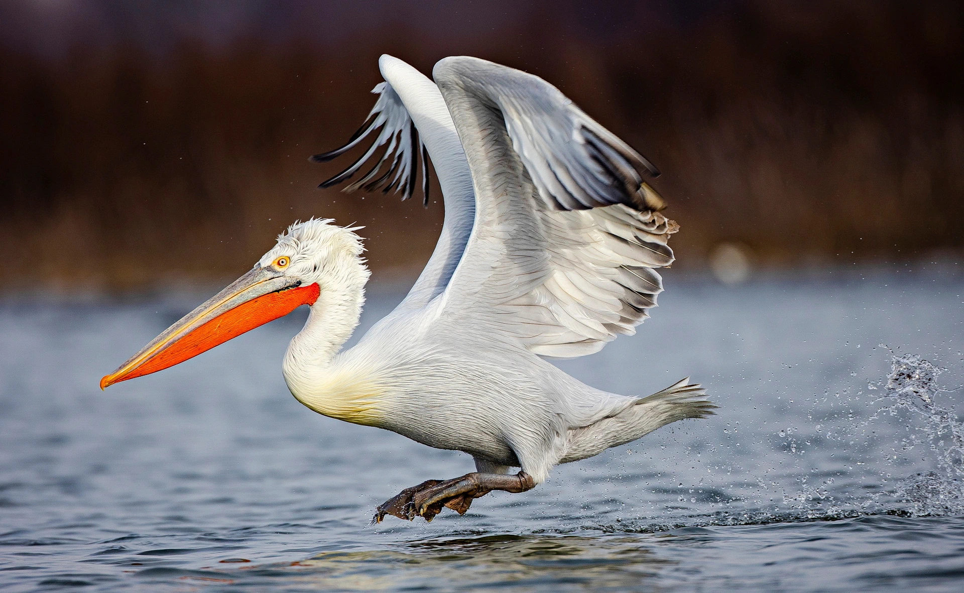 Dalmatian Pelican in the Danube Delta