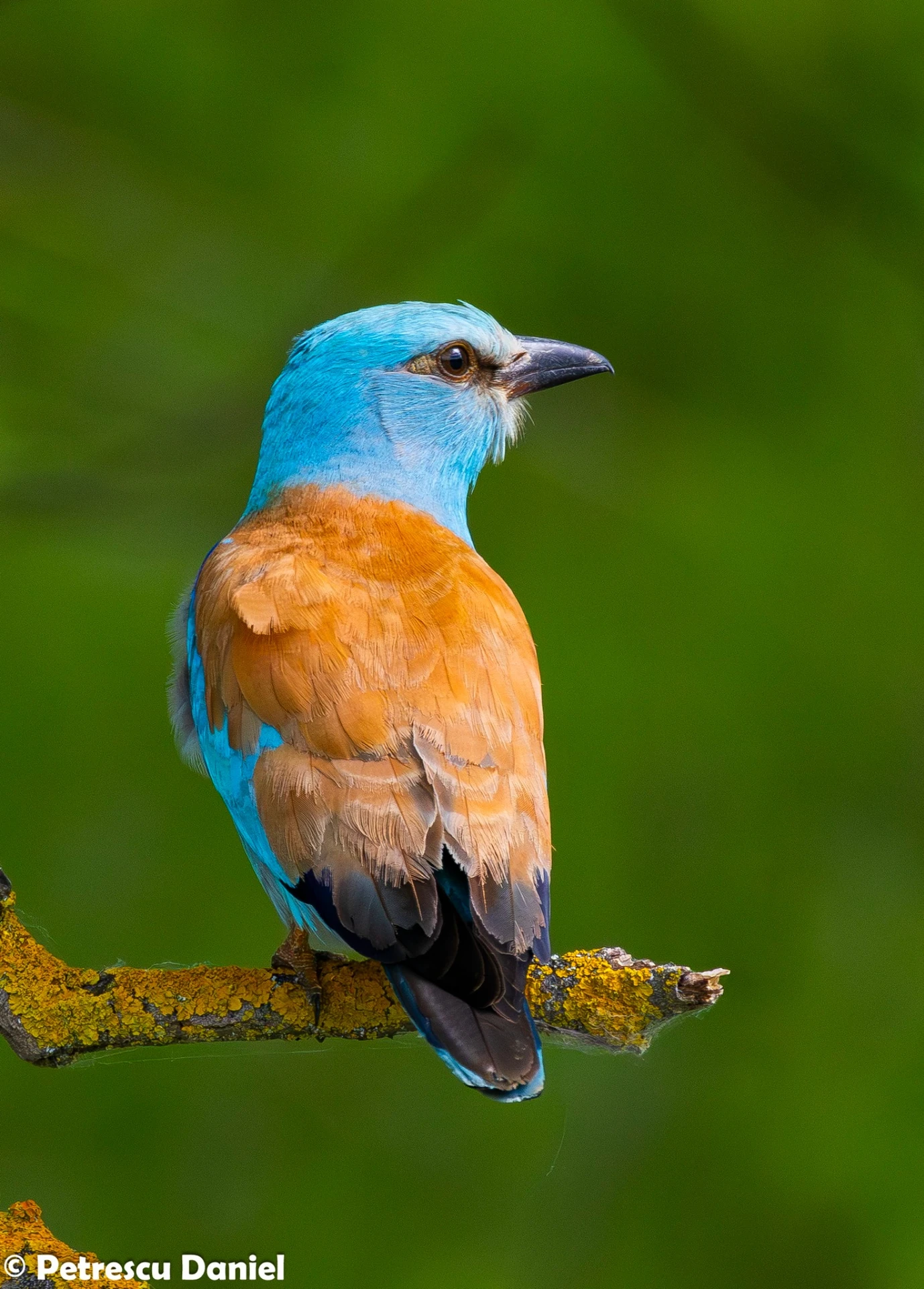 European Roller perched on branch — Coracias garrulus