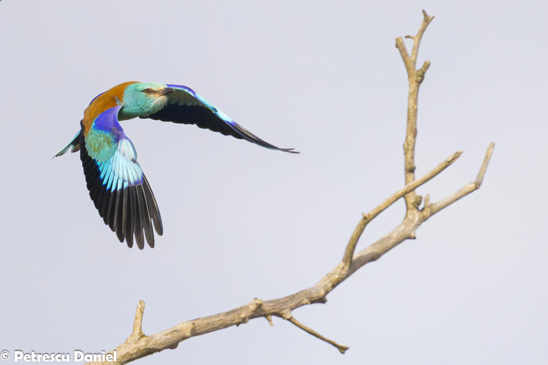 European Roller in the Danube Delta