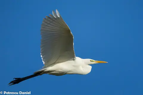 Great Egret