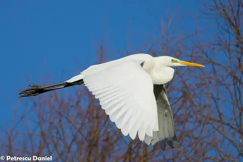 Great Egret in flight over Danube Delta — herons and egrets on every excursion