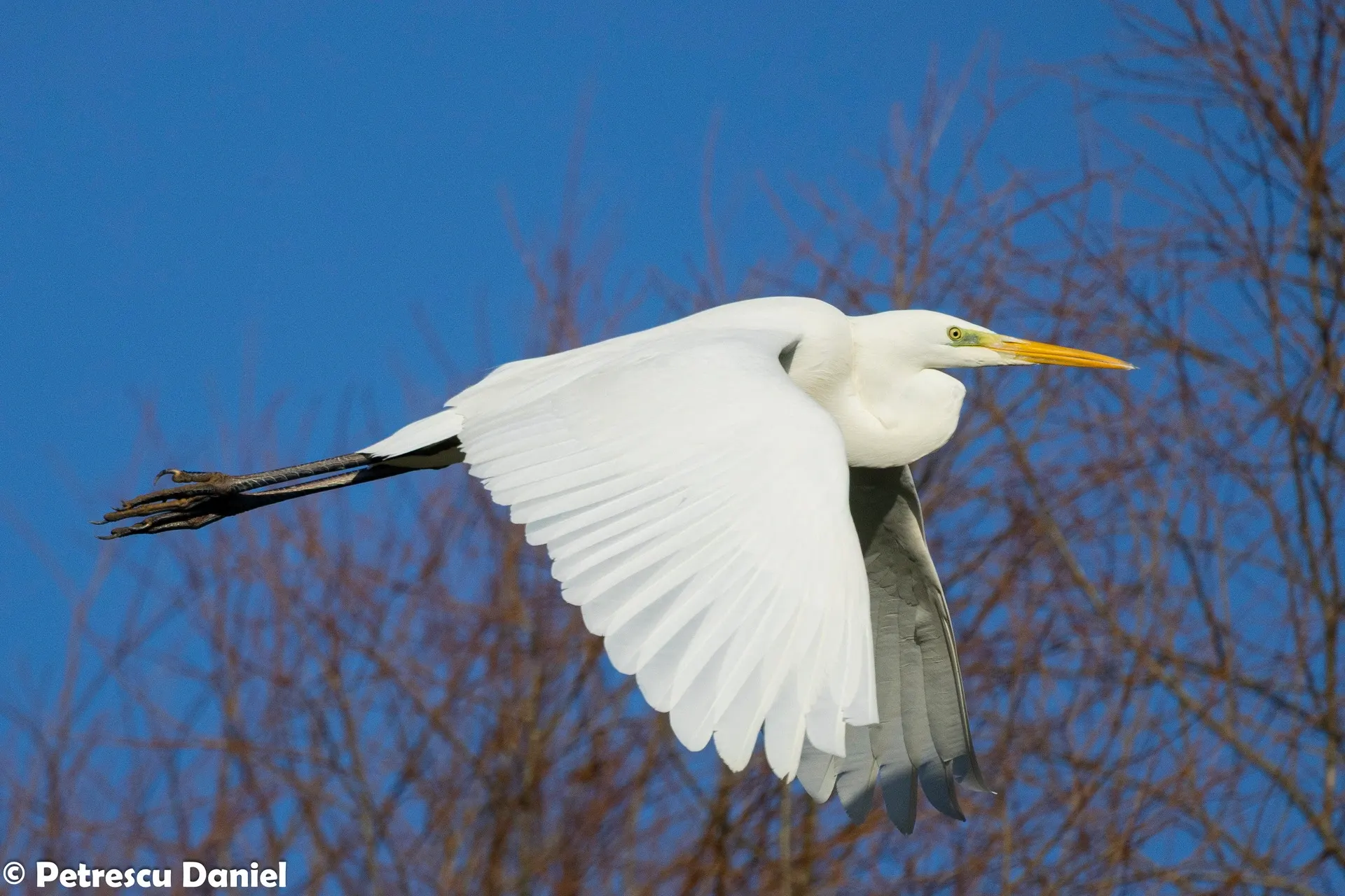 Great Egret in winter flight over bare trees — Danube Delta
