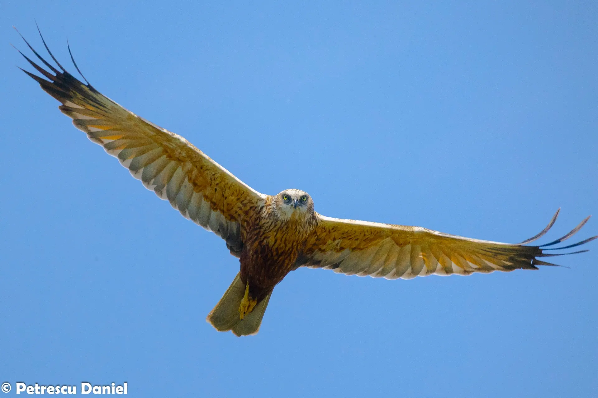 Marsh Harrier in the Danube Delta