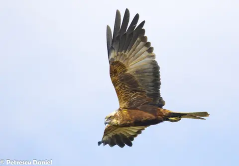 Bruine kiekendief in vlucht boven rietveld