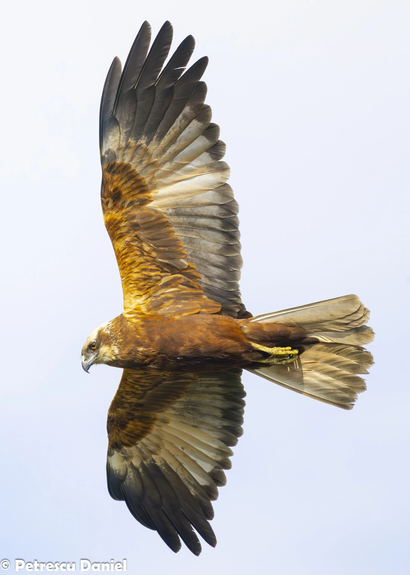 Western Marsh Harrier frontal flight — Danube Delta