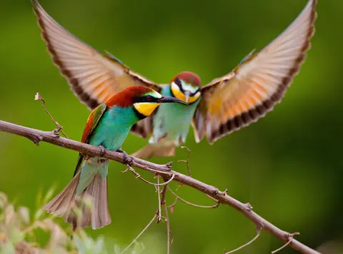 European Bee-eater