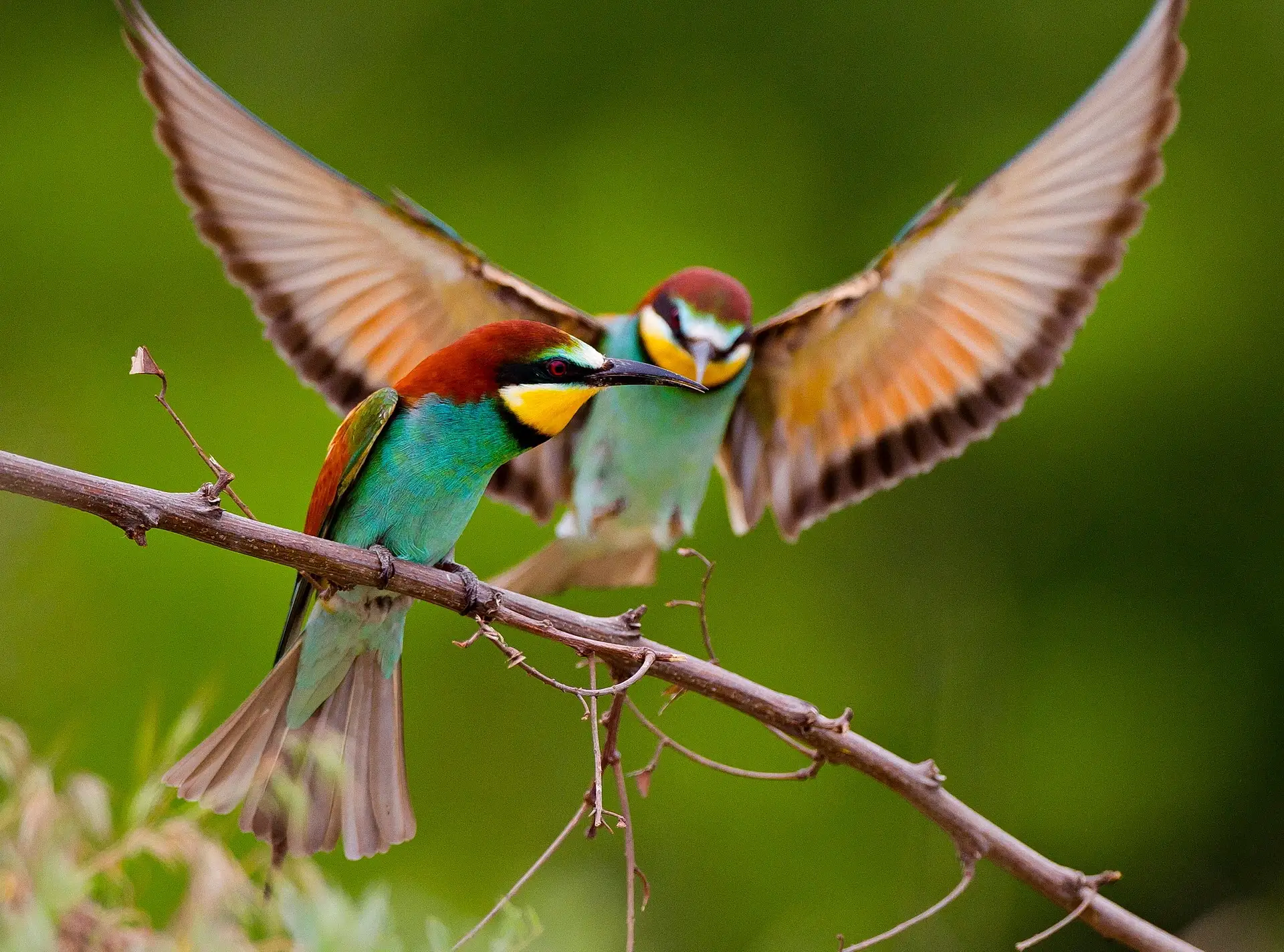 European Bee-eater pair feeding — prey transfer