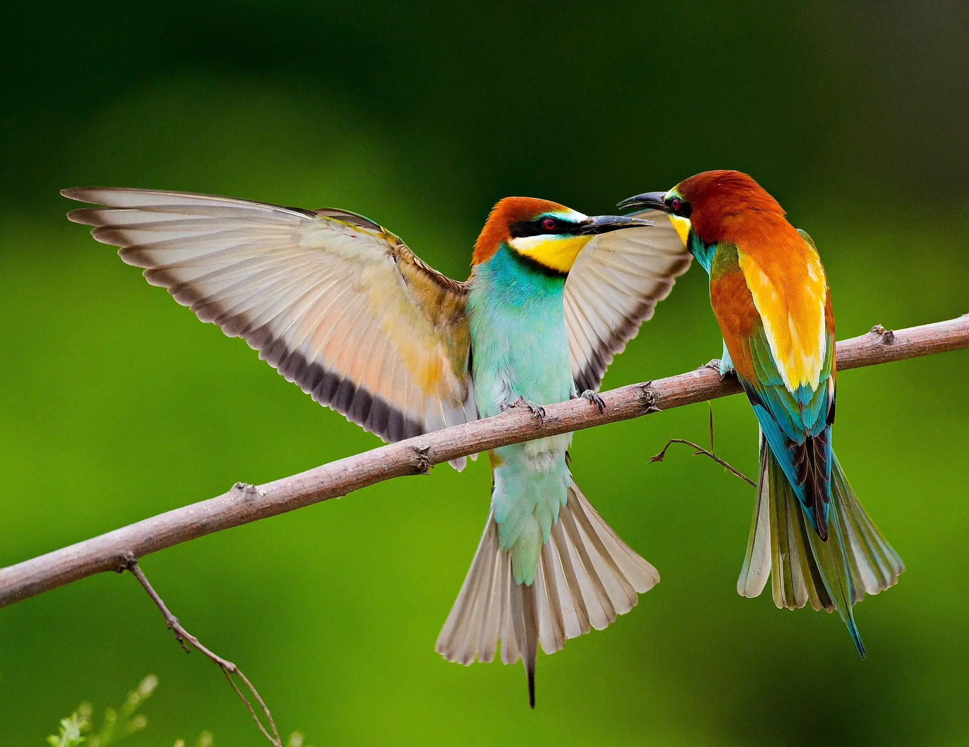 European Bee-eater pair perched — courtship behaviour