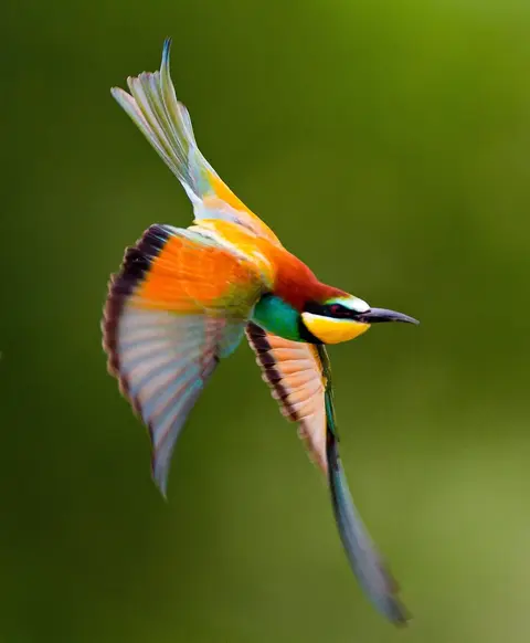 European Bee-eater in flight over the Danube Delta — Ibis Tours birdwatching Romania