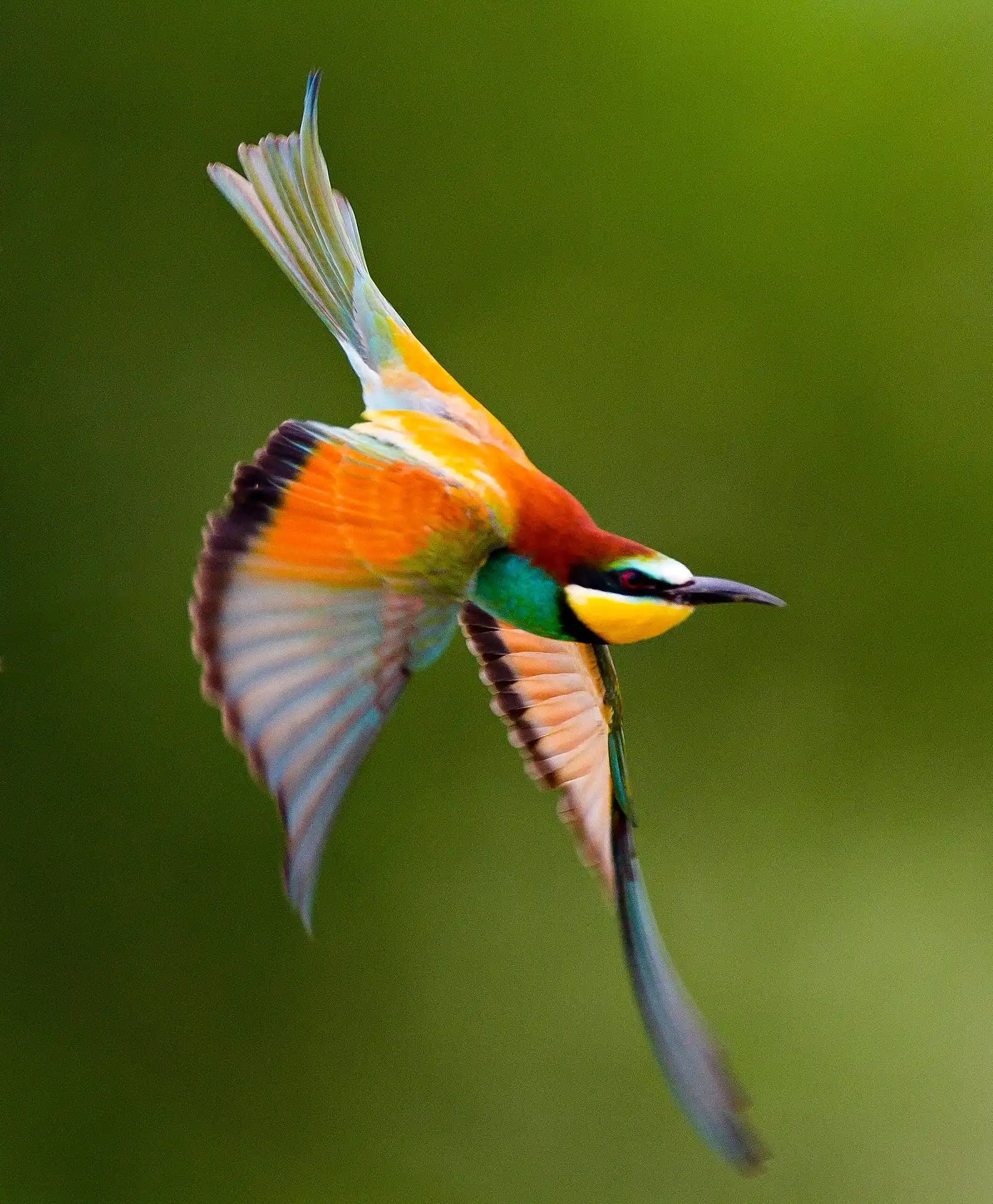 European Bee-eater in the Danube Delta