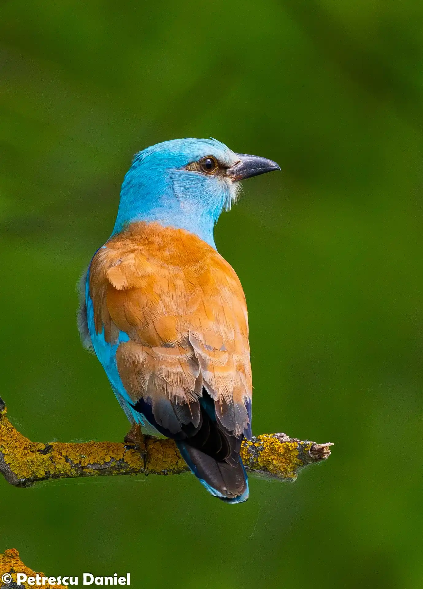 European Roller showing brilliant blue plumage — Romania