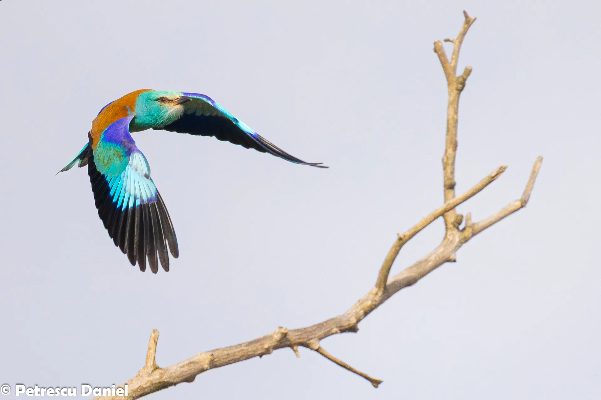 European Roller perched — detail of plumage colours