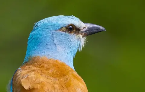 European Roller