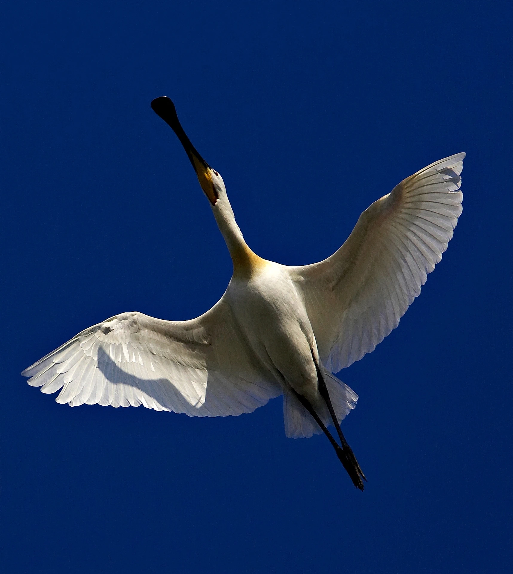 Eurasian Spoonbill in the Danube Delta