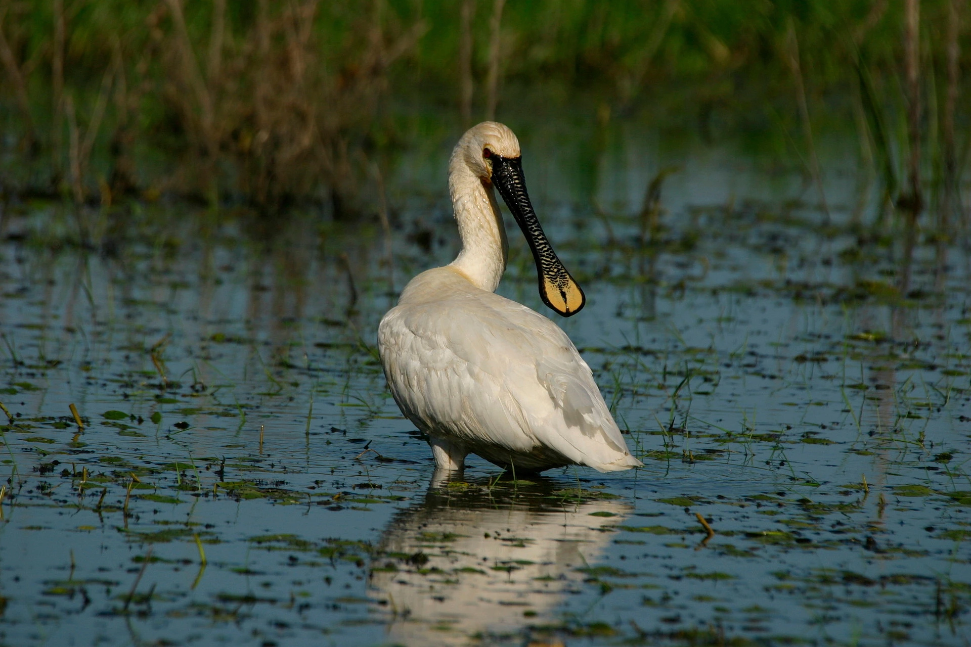 Eurasian Spoonbill wading — spatula bill sweeping through water