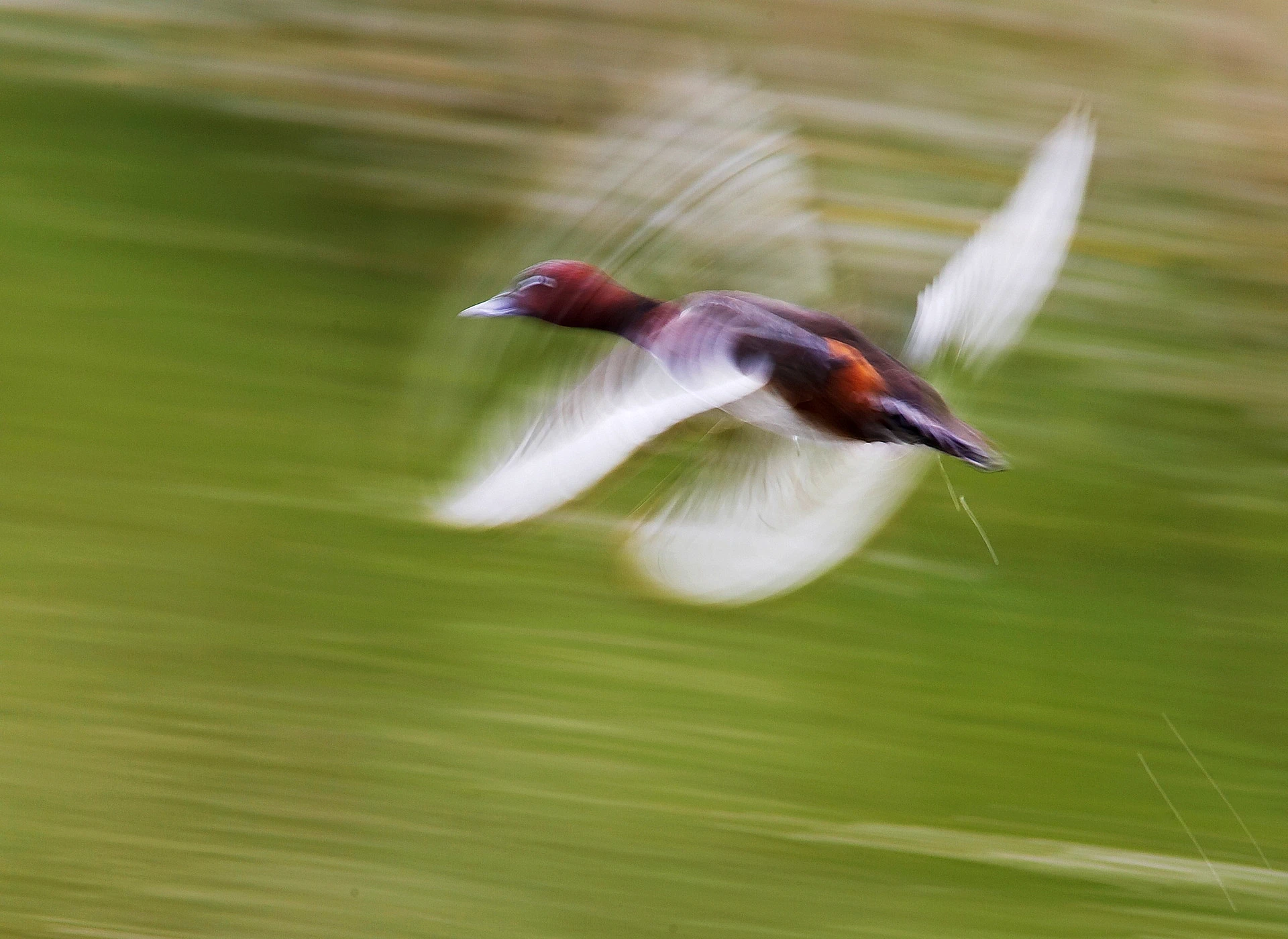 Ferruginous Duck in take-off — wing pattern and white belly visible