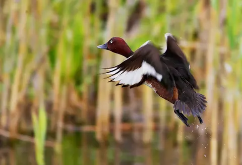 Ferruginous Duck