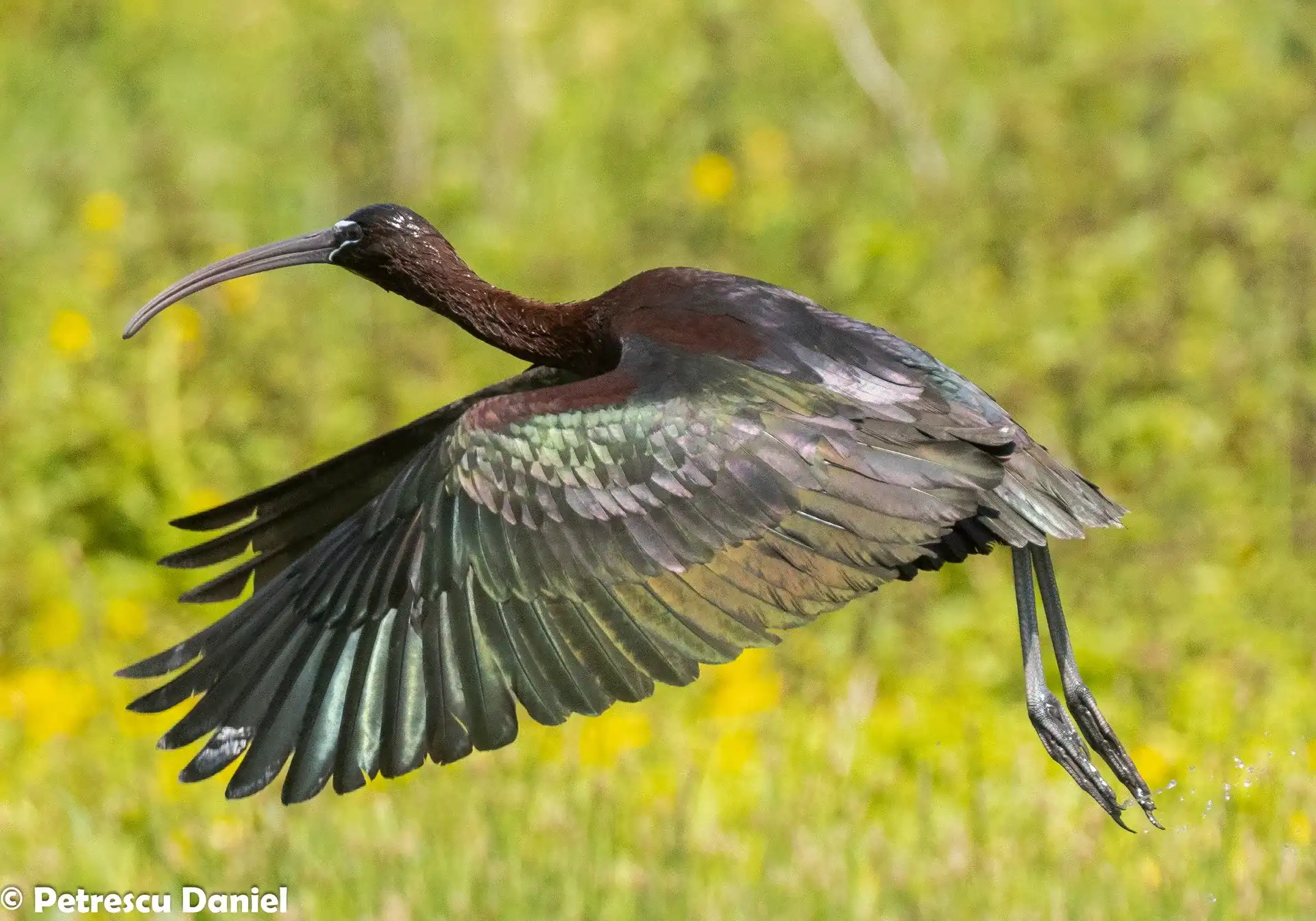 Glossy Ibis feeding in marsh — Romania