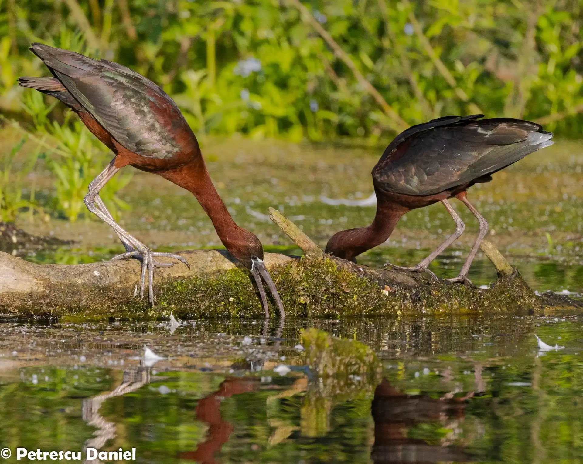 Glossy Ibis flock — Danube Delta wetland