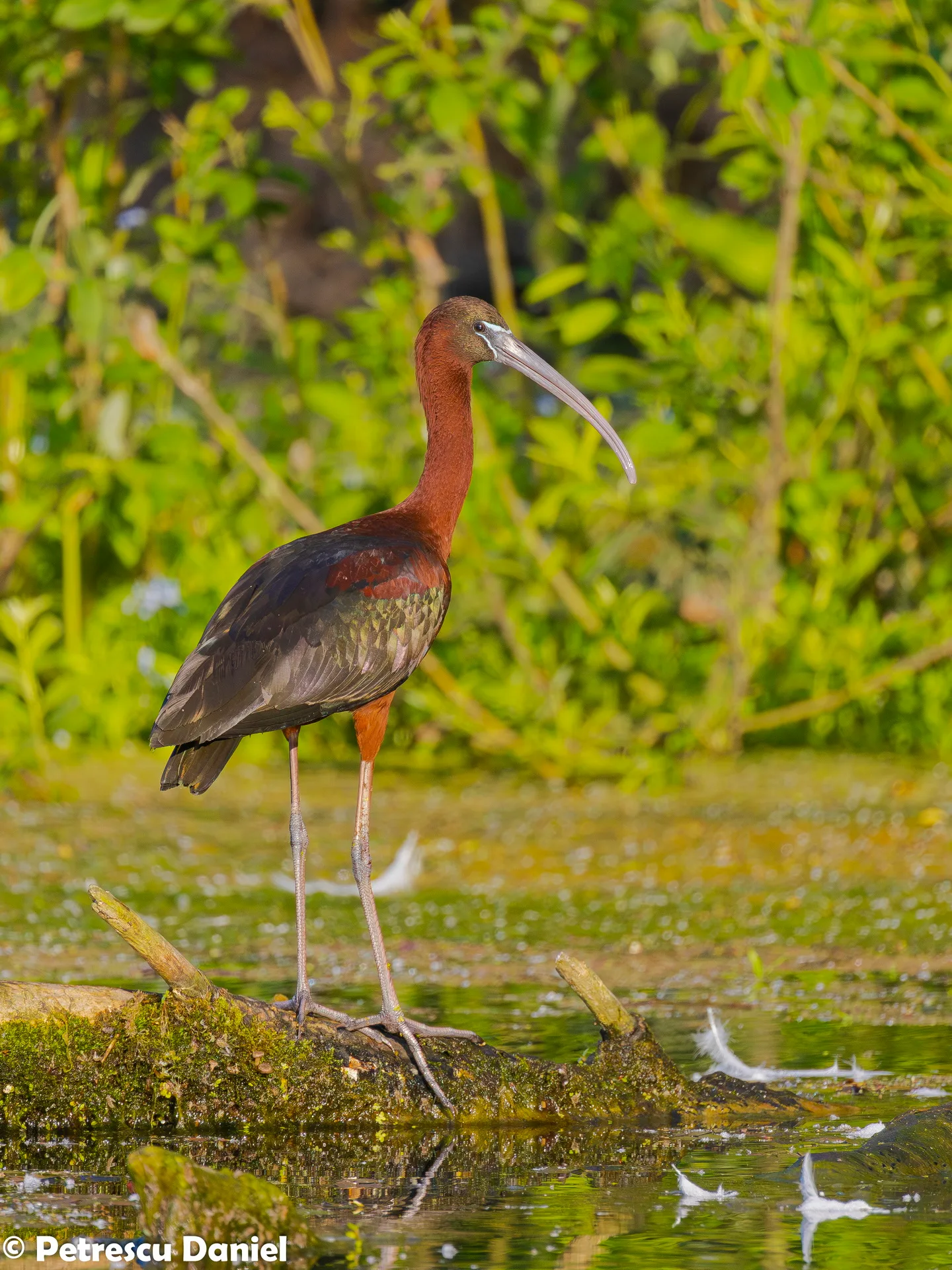 Glossy Ibis portrait — iridescent plumage detail