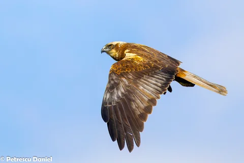 Golden Eagle in flight — breeding in the Carpathian Mountains, Romania