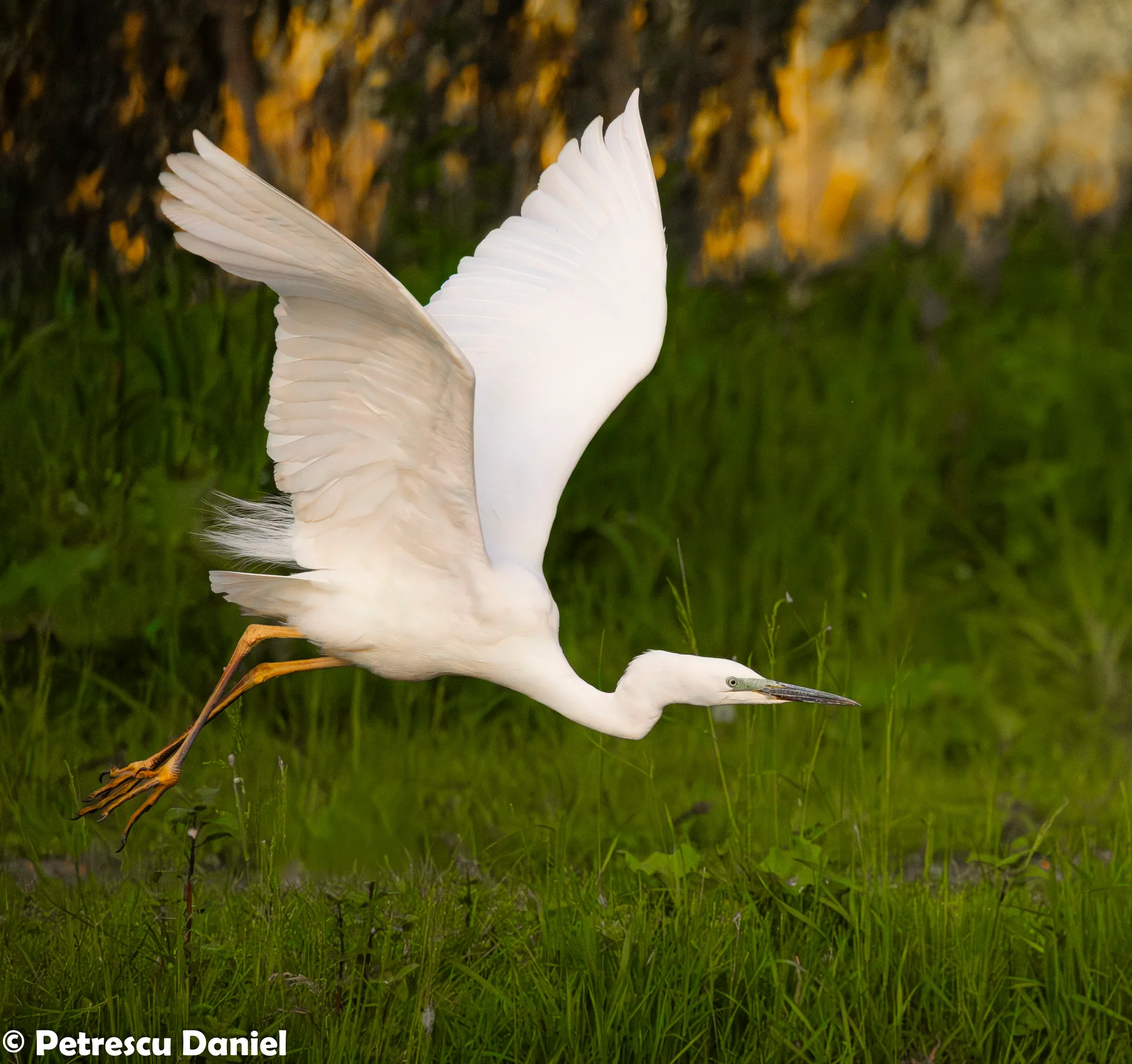 Great Egret fishing in shallow water — Danube Delta