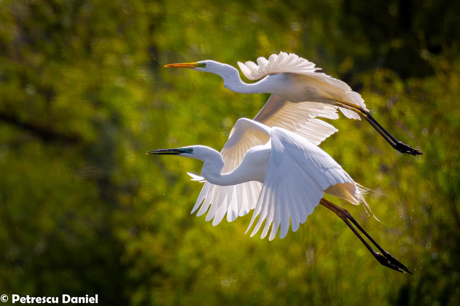 Great Egret and Little Egret comparison — Danube Delta
