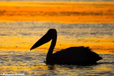White pelicans at sunrise on Danube Delta lake — Ibis Tours wildlife cruise Romania