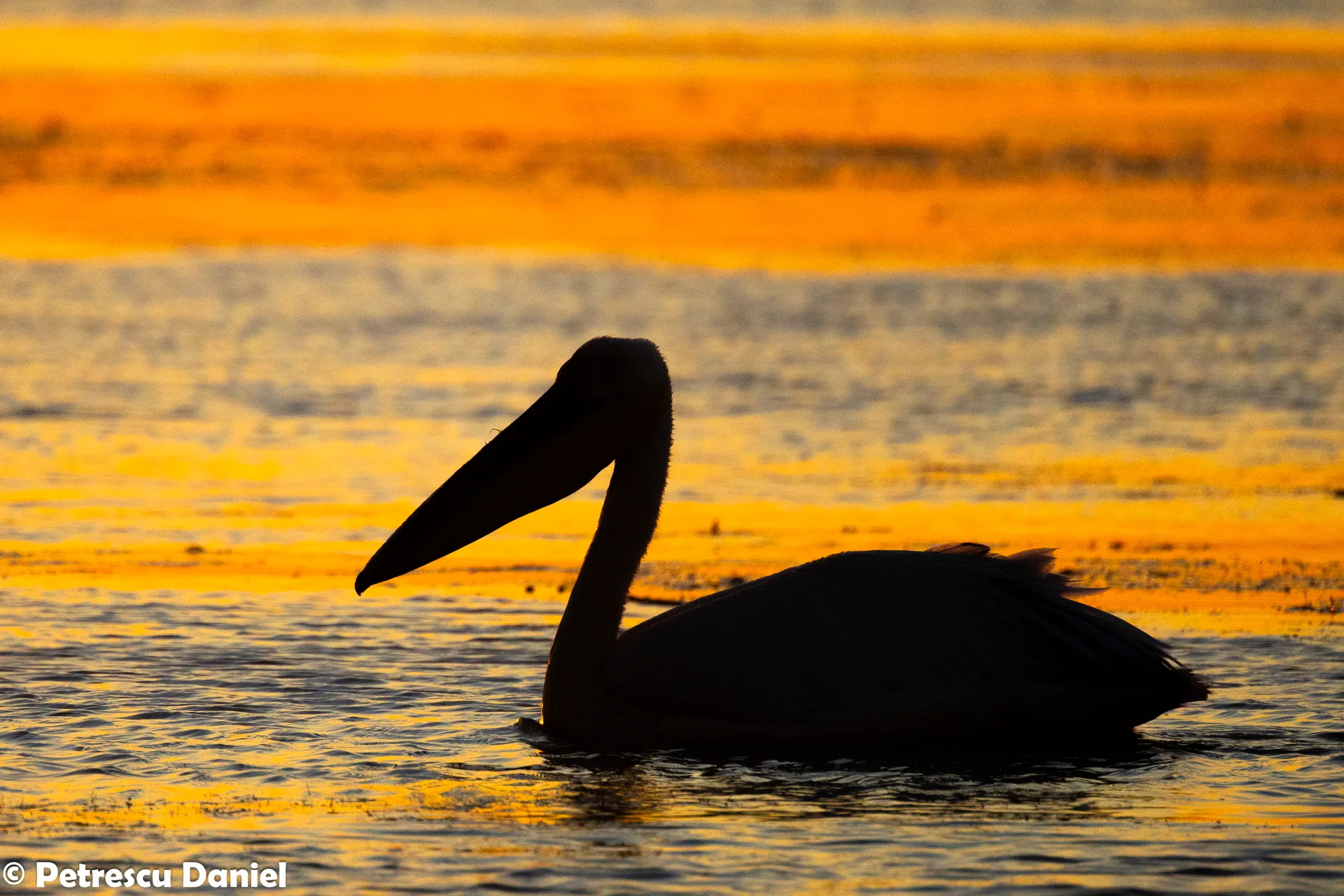 Great White Pelican group portrait — Danube Delta