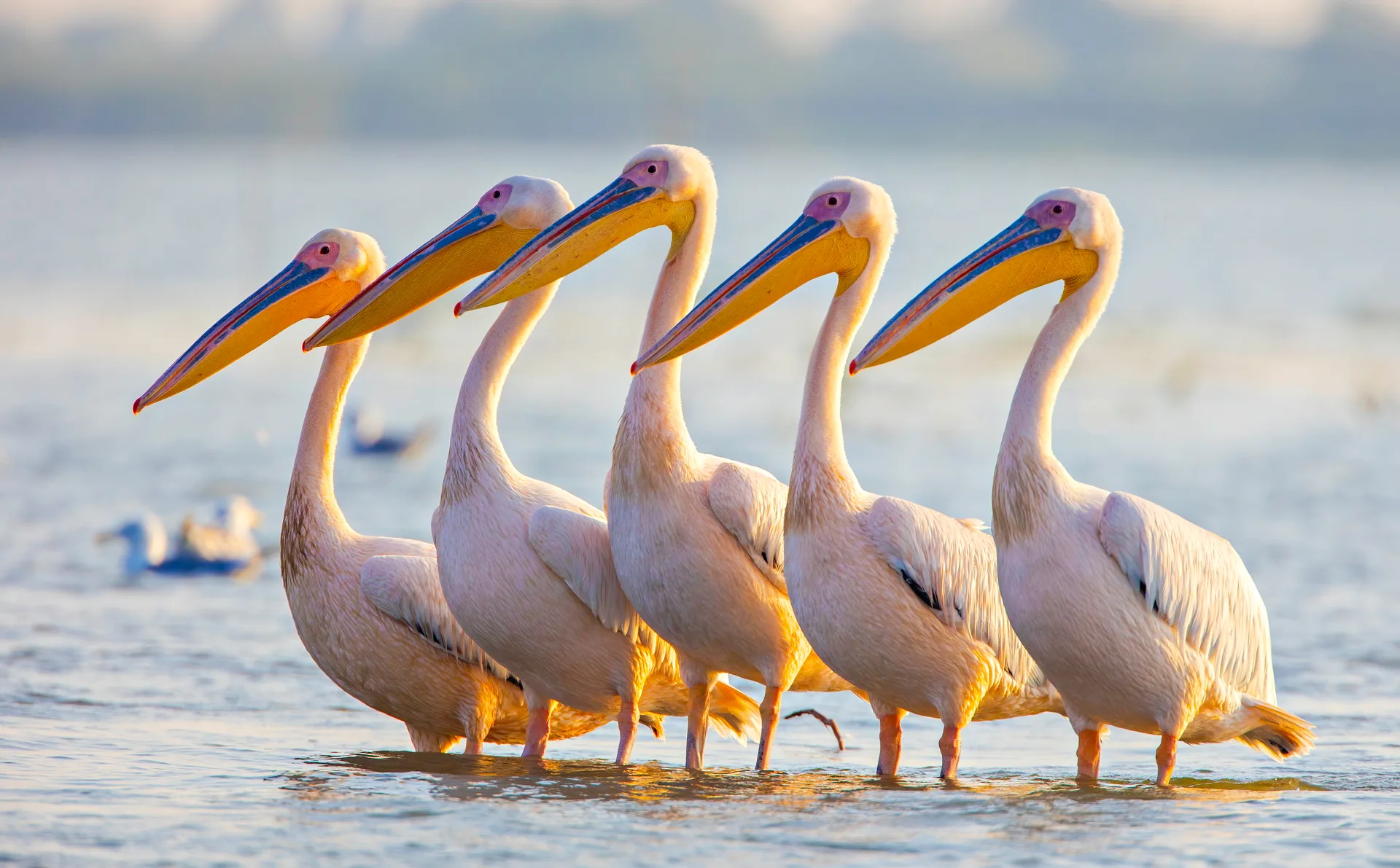 Great White Pelican pair close-up — breeding plumage
