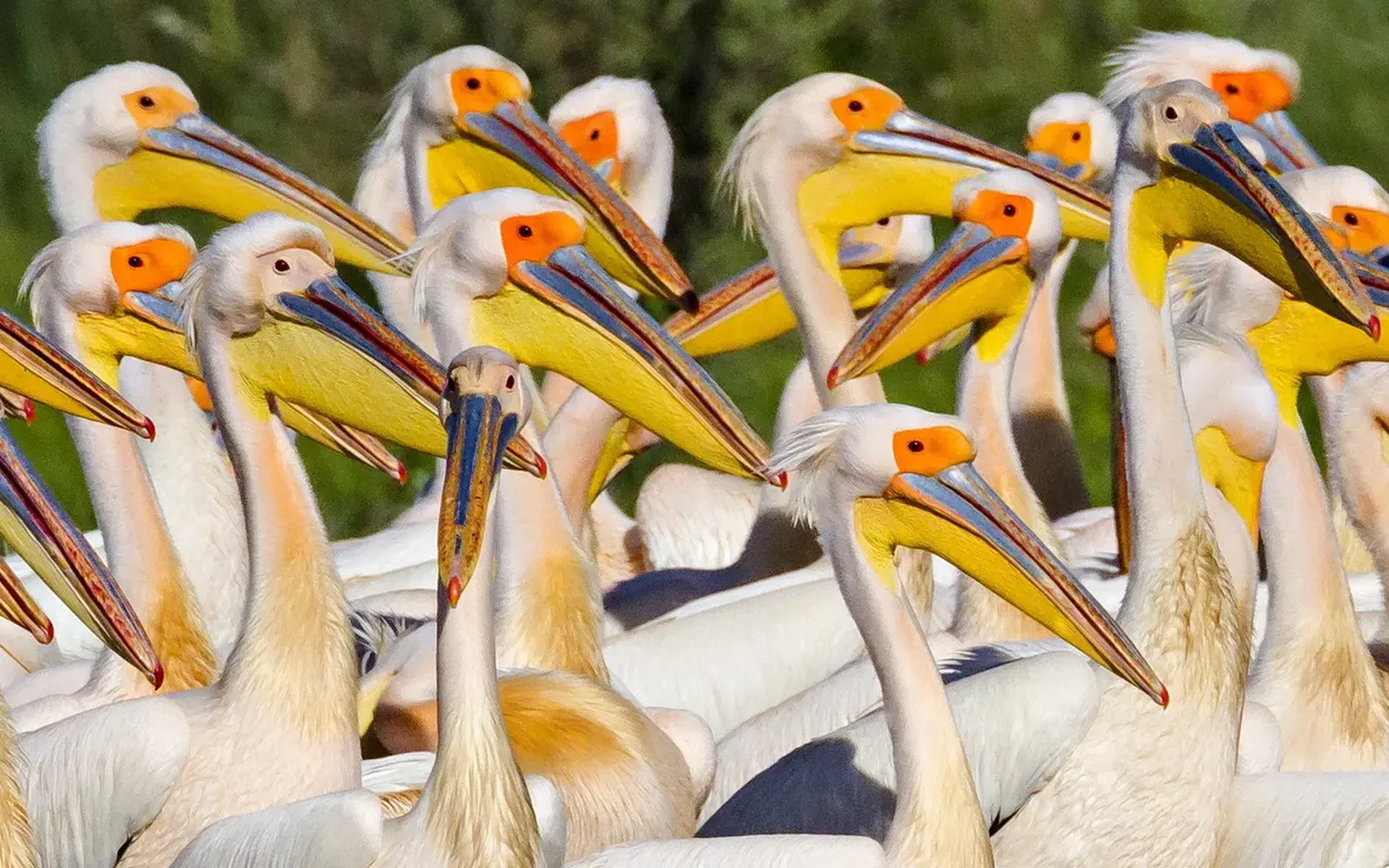 Great White Pelican colony Danube Delta Romania — thousands of pelicans on water