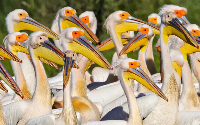 Sireasa-Sontea strictly protected zone — pelicans and herons