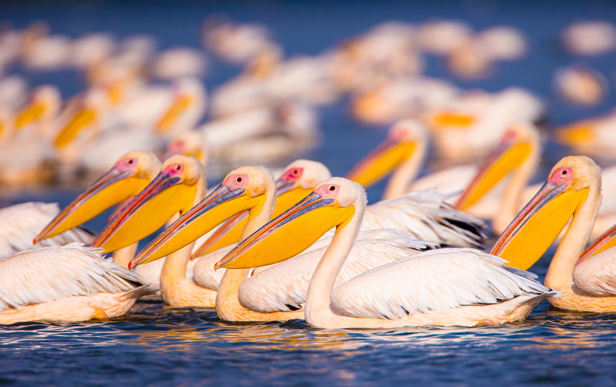 Great White Pelican in the Danube Delta
