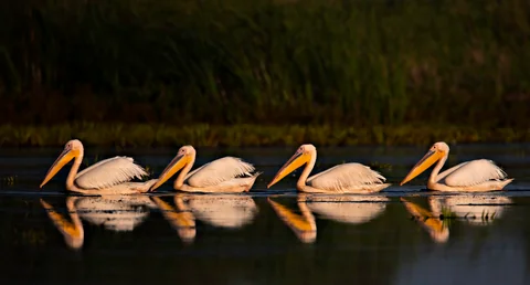Great White Pelican
