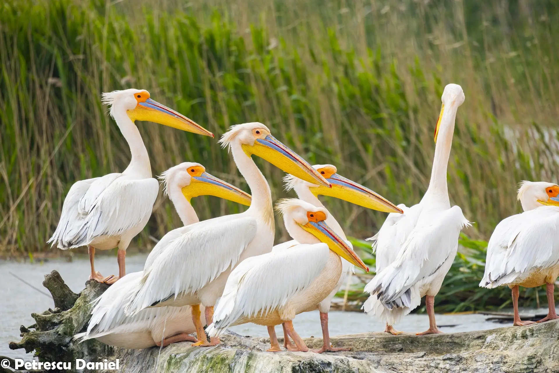 Great White Pelican group on the shore — Danube Delta