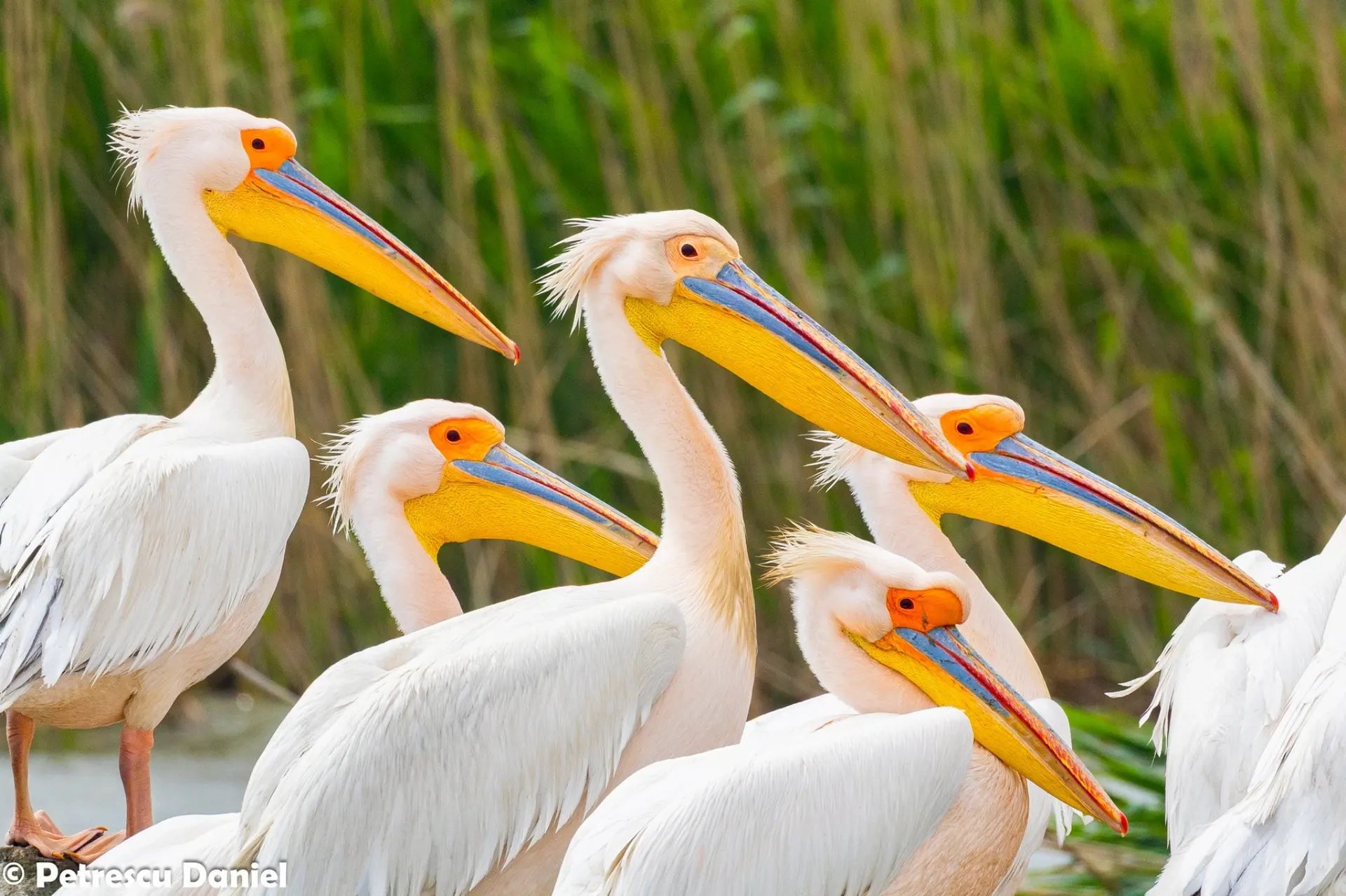Great White Pelican group portrait — evening light